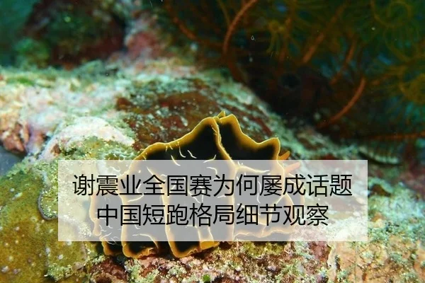 谢震业全国赛为何屡成话题 中国短跑格局细节观察